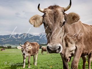 Kuh Bild Kühe mit Bergen