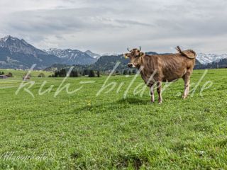 Kuh Bild Kuh in der Allgäuer Landschaft