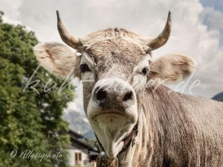 Kuh Bild Kleine Hochnase-Kuh