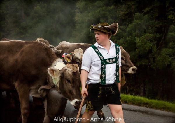 Kuh Bild Viehscheid Gunzesried Hirte mit seinen Kühen