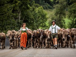 Viehscheid Gunzesried Schumpen Herde mit Hirten