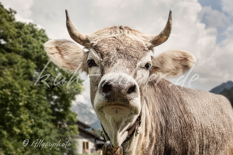 Kuh Bild Kleine Hochnase-Kuh