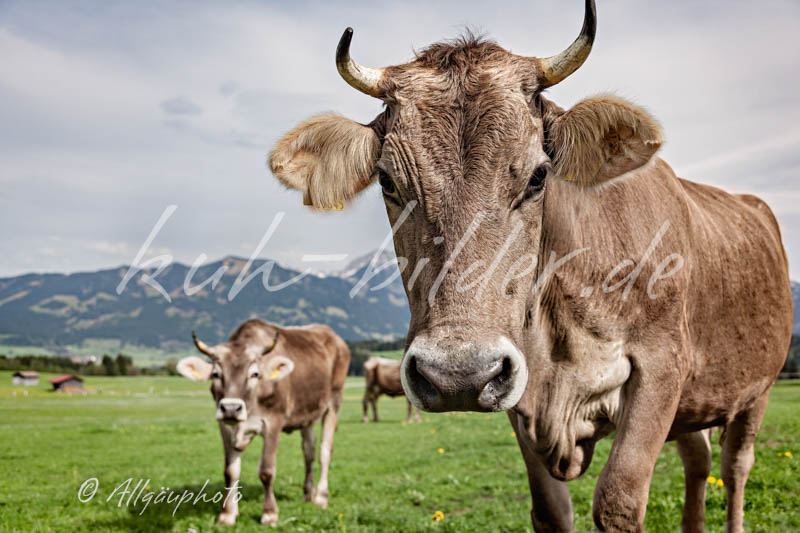 Kuh Bild Kühe mit Bergen